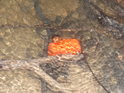 Oranžový mezník na dně Augšperského potoka. Je to jakási marnost nad marnost. Samotný mezník má omezenou životnost, jeho tyč ve vlhké zemi 20 let nepřekoná, ale je to v módě.