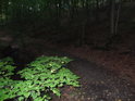 Cesta po levém břehu Augšperského potoka s bukovými listy, bleskem osvětlenými.
