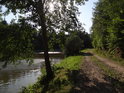Olše na břehu dolního rybníka a náspu lesní cesty Útěchov – Lelekovice.