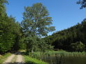 Horní část dolního rybníka s olší na břehu a rákosím. Vlevo lesní cesta Lelekovice – Útěchov.