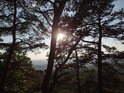 Odpolední Slunce mezi borovicemi nad Babím lomem.