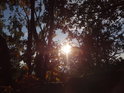 Podvečerní Slunce mezi žlutavými dubovými listy.