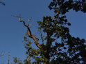 Mladý sesychající dub oproti modré obloze.