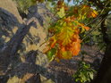 Dubové listy poněkud předčasně chytily podzimní zabarvení.