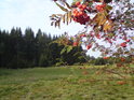 Jeřabiny dělají počátek podzimu barevně vyvážený.