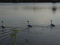 Trojice labutí na Velkém Bědném rybníce.