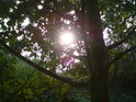 Průnik Slunce větvemi dubu je téměř pohádkový.