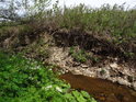 Potok se umí rozlítit, jak napovídá erozí obroušený břeh.