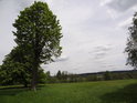Kolem stromů přes zelenou louku jsou vidět střechy polské obce Lasówka.