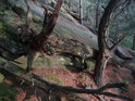Živá borovice drž mrtvý buk, ležící po vrstevnici.