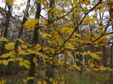 Podzimní barvy lesa při zatažené obloze jsou jen odvarem toho, co lze spatřit za krásného sluníčka.
