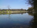 Uprostřed rybníka Postolov na ostrůvku k nebi ční uschlý strom.