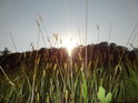 Luční Slunce za travou