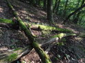 Tlející dubové kmeny v nitru Břenčáku.