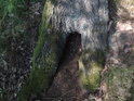 Rozestoupené kořeny dubu jsou tak trochu živnou půdou pro různé drobné obyvatelstvo.
