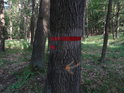 Hraniční znak chráněného území na dubu bočním pohledem.