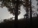 Výhled z temného lesa na mlžnou louku.