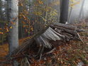 Zbytky pařezu a hromady dříví v podzimním lese.