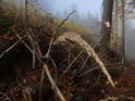 Detail stébla trávy v mlžném lese.