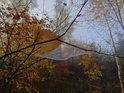 Pavučina mezi bukovými větvičkami v podzimním mlžném lese.