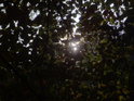 Průnik slunečních paprsků přes podzimní bukové listí.