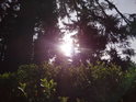 Sluníčko se dere pod větvemi svými paprsky do nitra lesa.