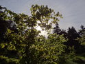 Zesilující jarní Slunce se prodírá mezi mladými bukovými listy.