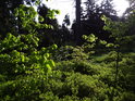 Pohled z paseky k lesu, který ještě nebyl prosvětlený jarním Sluncem.