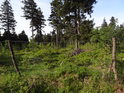 Drátěný plot se dřevěnými kůly má chránit především mladší stromy před likvidačním okusem zvěří.