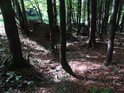 Znatelné korty občasného vodního tuku v horském lese.