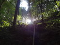 Silné Slunce poněkud mírní les.