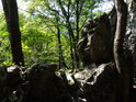 Vlnící se kmen u jakési přirozené skalní hradby nad horním vstupem do jeskyně Kostelík.