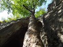 Podle kůru se již dá druh stromu jen obtížně poznat, ale indícií pro habr je tu dost.