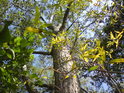 Pohled do koruny topolu mate vrbové listí.
