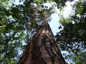Mohutná borovice ční k nebesům mezi dubovými sousedy.
