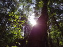 Lesní Slunce za ojedinělou břízou v Černém orlu.

