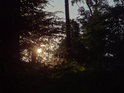 Večerní Slunce mezi bukovými listy.