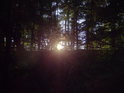 Bukové větévky obepínají Slunce ve večerním lese.