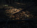Sluneční ostrůvky mezi padlými bukovými listy a větvemi.