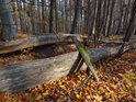 Rozštíplý padlý kmen buku v podzimním lese.