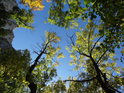 Modrozelené podzimní kouzlo mezi akáty Pod Martinkou.