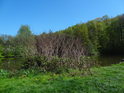 Obrážející a vyrážející pobřežní porosty na břehu rybníka Dolní Svrčov.