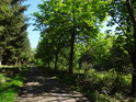 Cesta po pravém břehu rybníka rybníka Horní Svrčov.