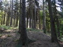 Smrkový les s břízou nad rybníkem Horní Svrčov.