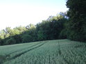 Pšeničné pole u Dolních Vinohrádek dokáže svojí bohatostí pohnout srdcem nejednoho staromilce.