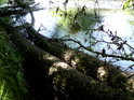 Dvojice padlých stromů leží v řece Moravě na hranici přírodní rezervace Doubrava.
