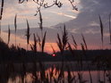 Slunce vychází za rákosím na břehu Františkova rybníka.