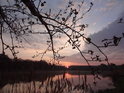 Vycházející Slunce pod olšovou větví na břehu Františkova rybníka.