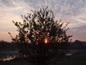 Keř na břehu Františkova rybníka prosvěcuje vycházející Slunce.