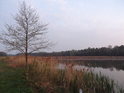 Olše na břehu Františkova rybníka za sílícího ranního osvětlení.
